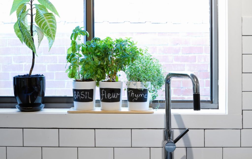 Small herb garden on a window sill
